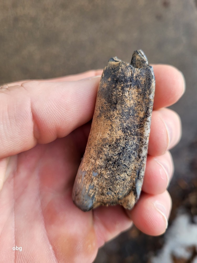 Historic bison tooth with blue vivianite permineralization