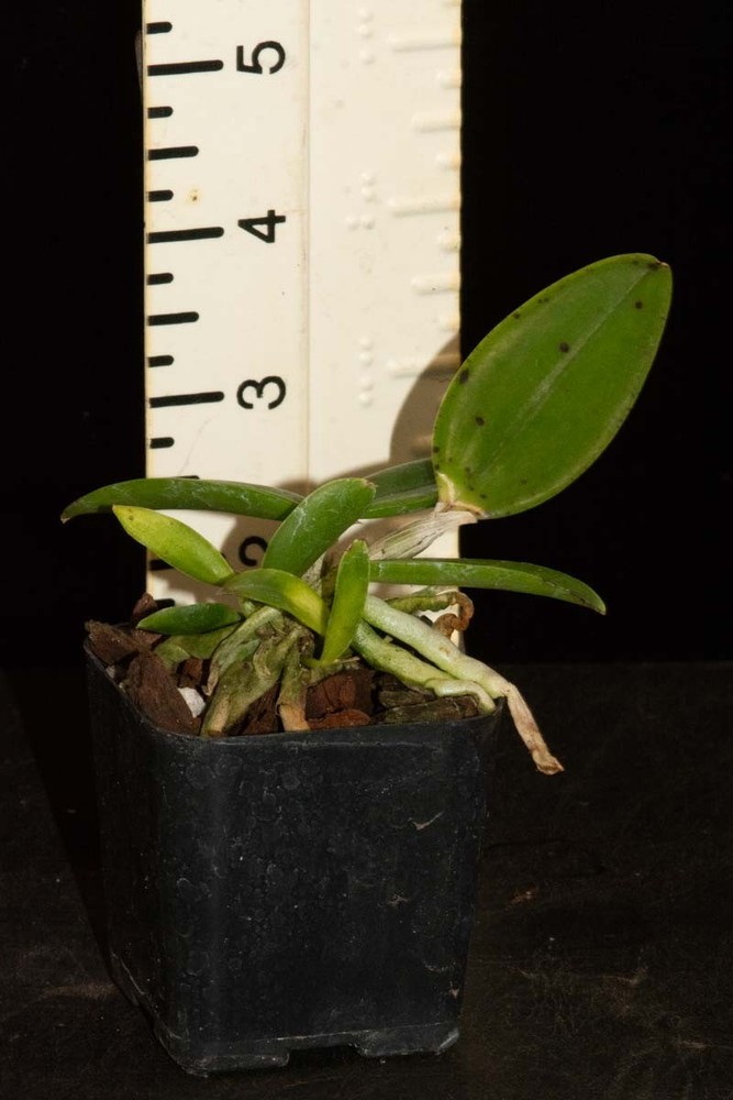Cattleya aclandiae 4N (tetraploid)