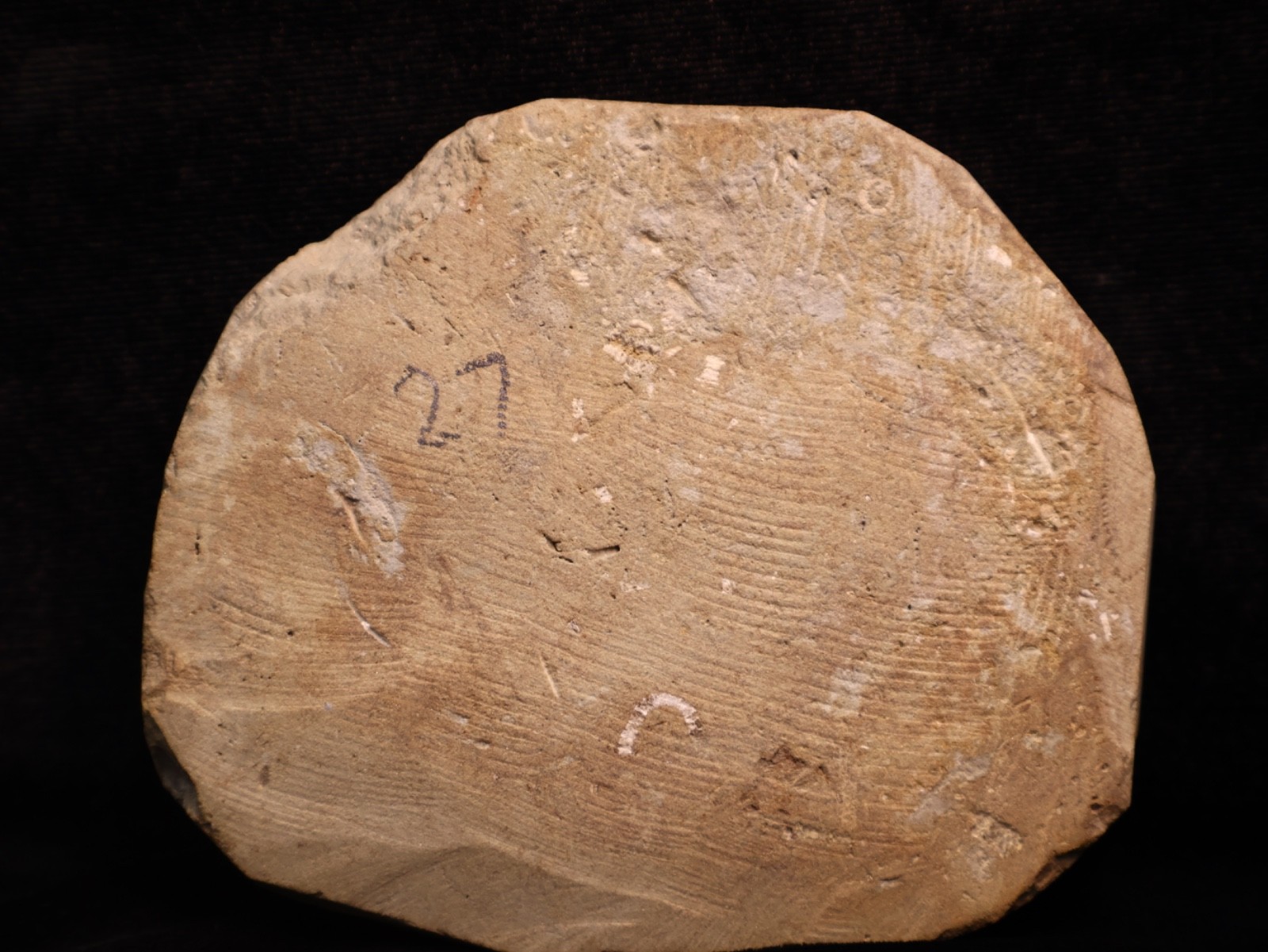 Wound Up Fossil Crinoid, Crawfordsville, IN