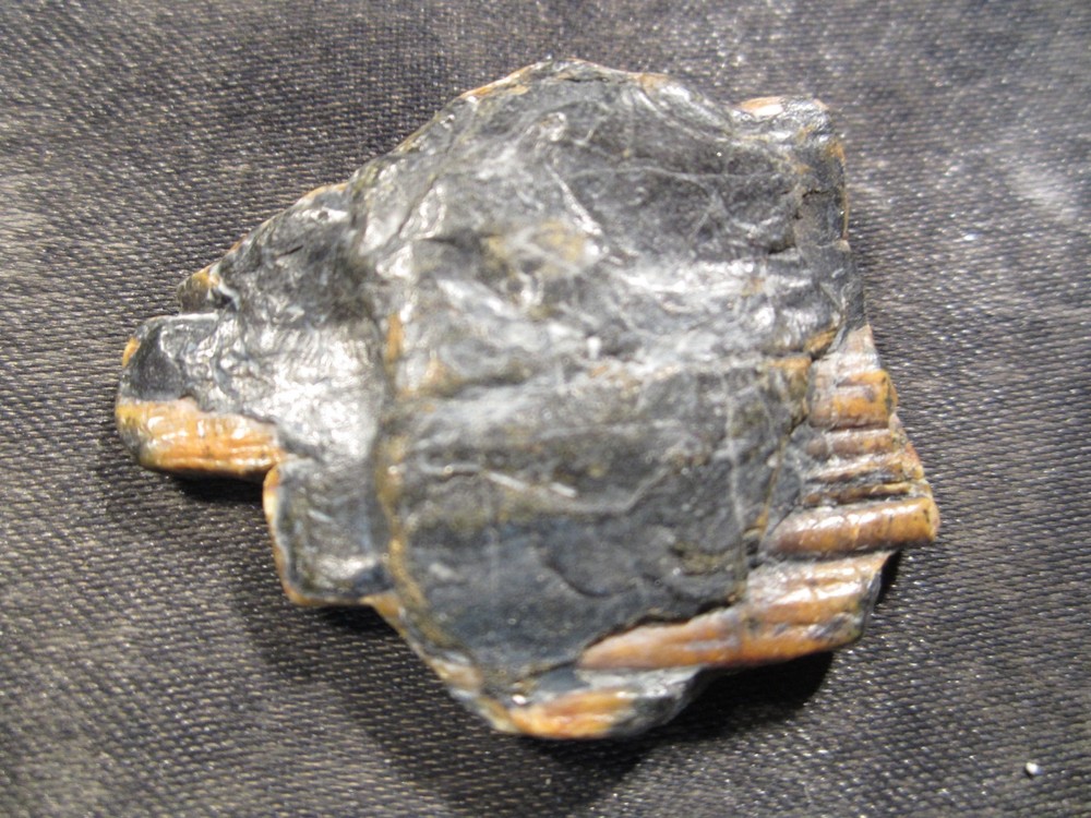Fossilized Ice Age Horse Tooth Venice, Florida