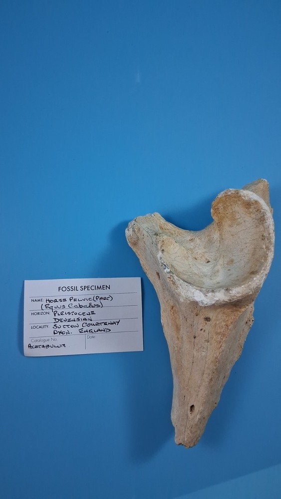 Fossil Horse Pelvic Ice Age