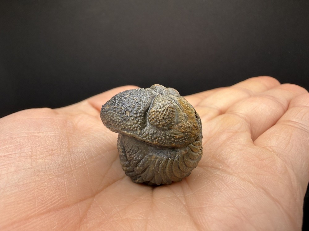 Enrolled Moroccops Trilobite