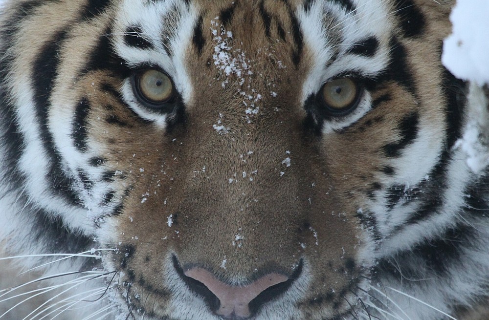 Amur Tiger Taxidermy Reference Photo Cd