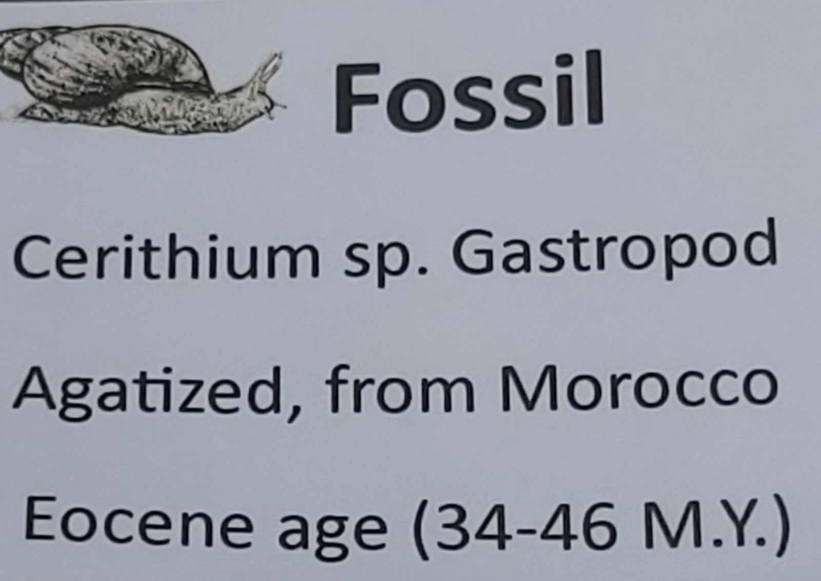 Fossil Cerithium sp. Gastropod agatized from Morocco approx. 2" (30.0 g)