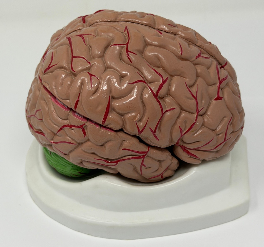Human Brain Model for Teaching Study Display Medical Model