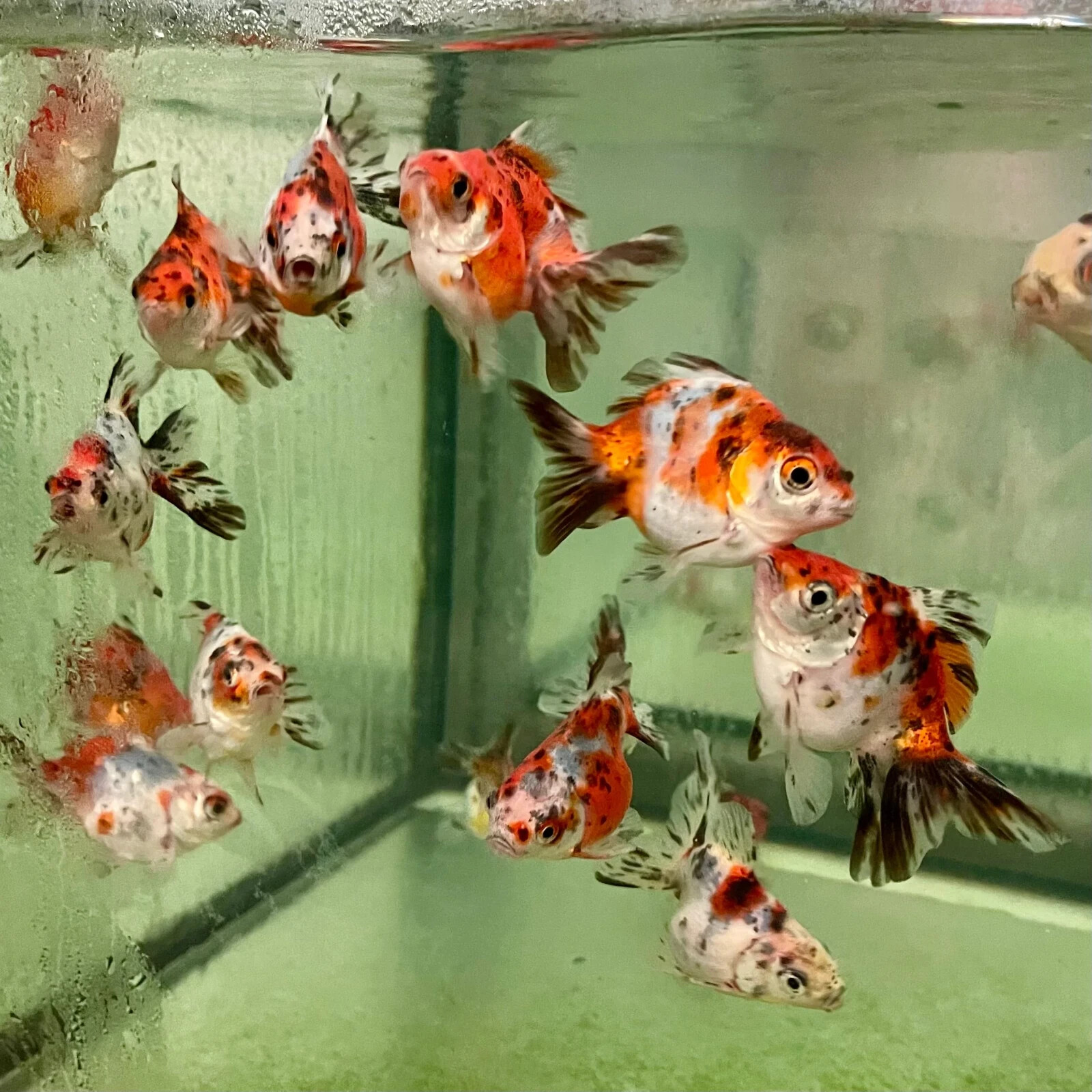 5-Pack Calico Fantail Goldfish 1.5” – Live Fancy Freshwater Fish for Aquarium