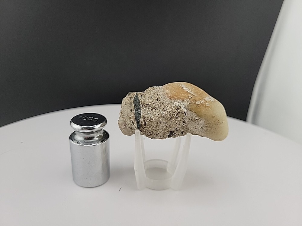 Claw Fossil Super Rare Compression Fossil