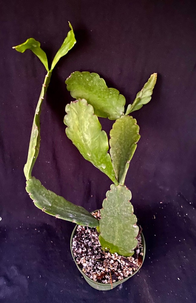 Rhipsalis pachyptera, succulent