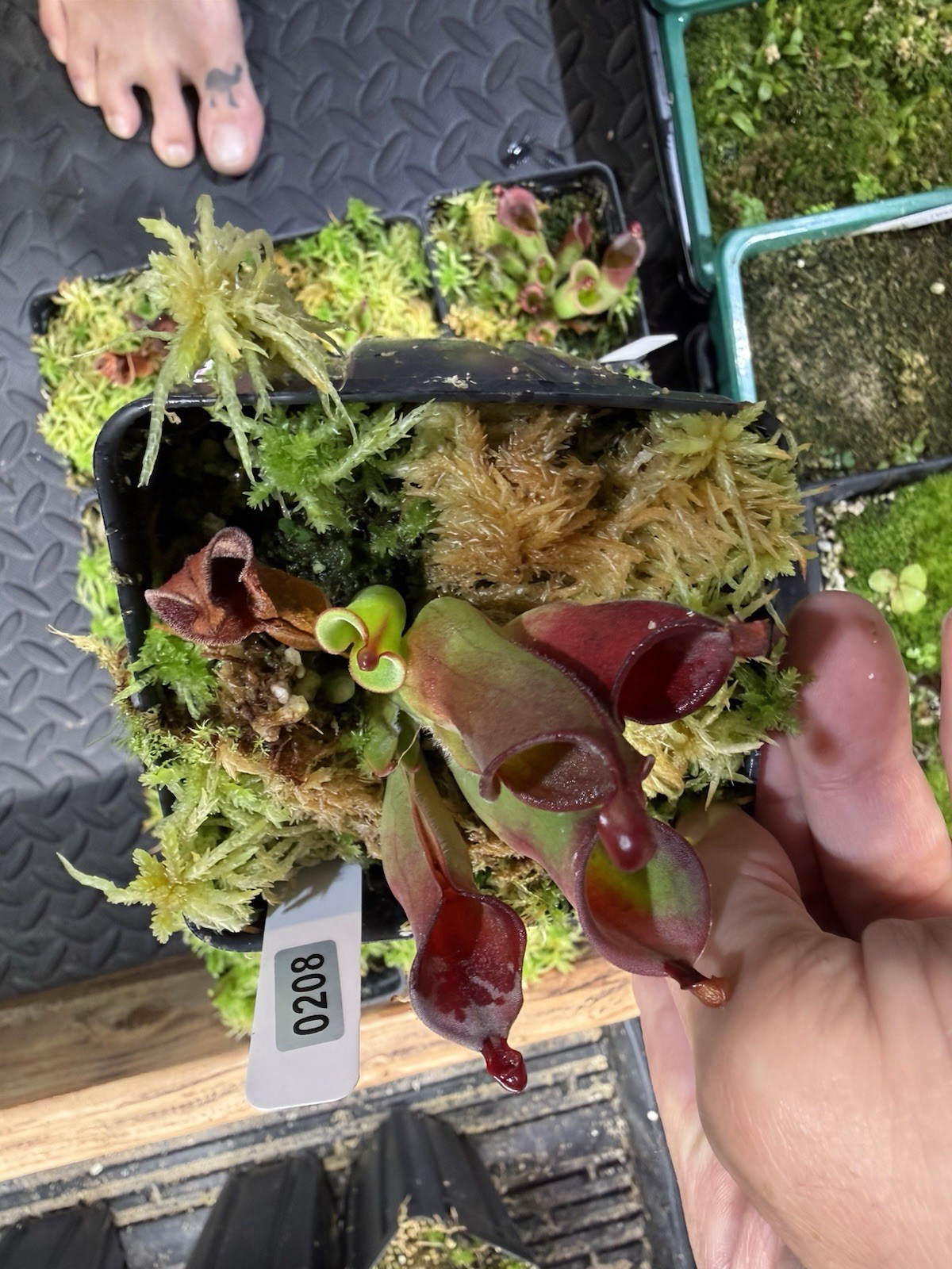 Heliamphora Minor X Cherry Top