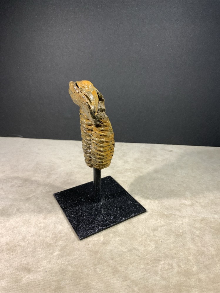 Trilobite Fossil on Stand