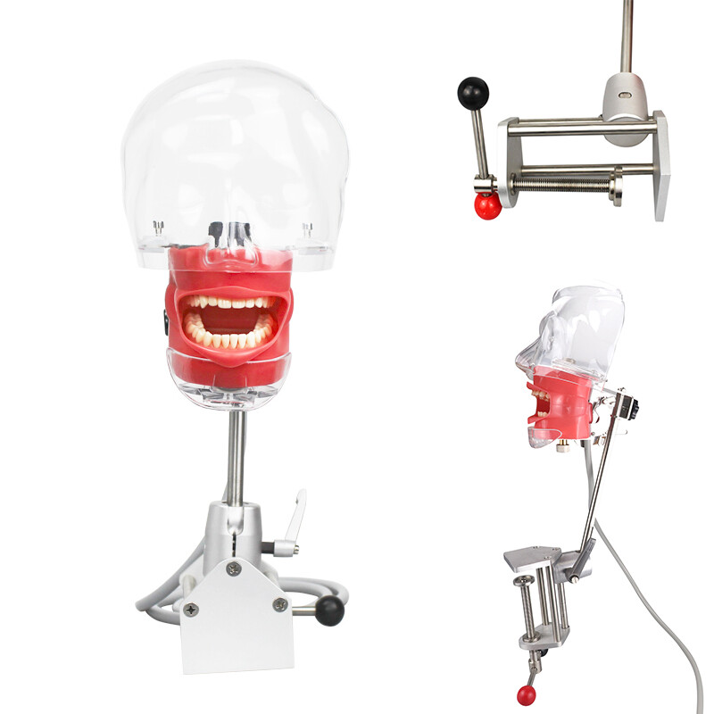 Dental Silicone Phantom Head Model&Replacement Teeth Model Manikin Head Model CE