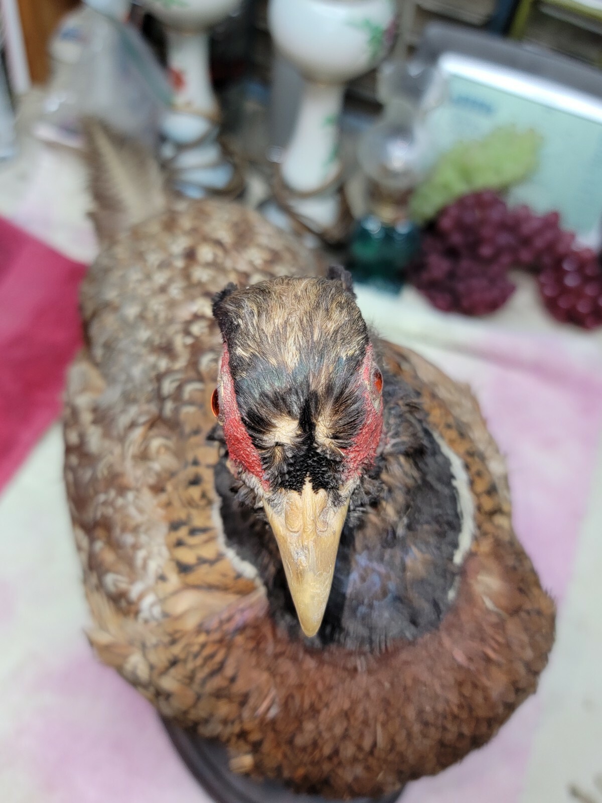 Female Hen Ringneck Pheasant Hen Taxidermy Mounted Plack/ Beautiful 😍 Colors