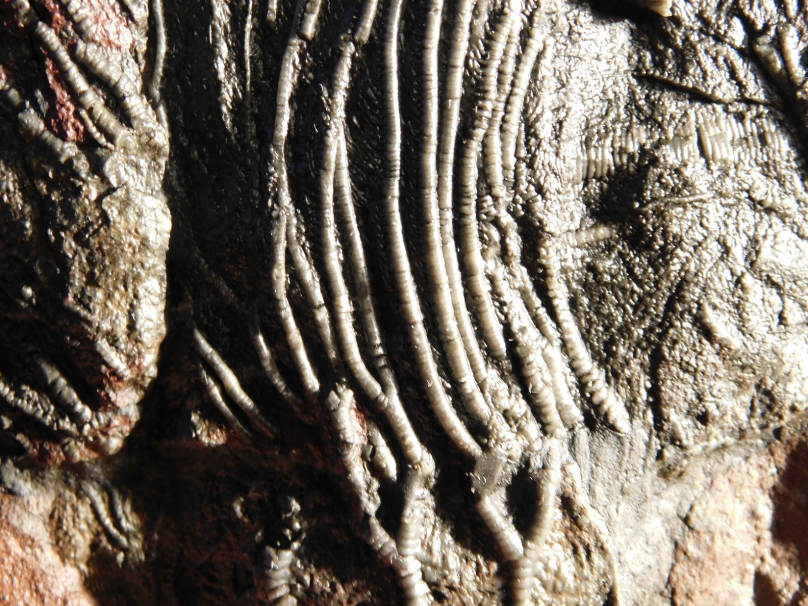 LARGER! 430 Million Year Old! CRINOID Fossil or Sea LILY Fossil Morocco 686gr