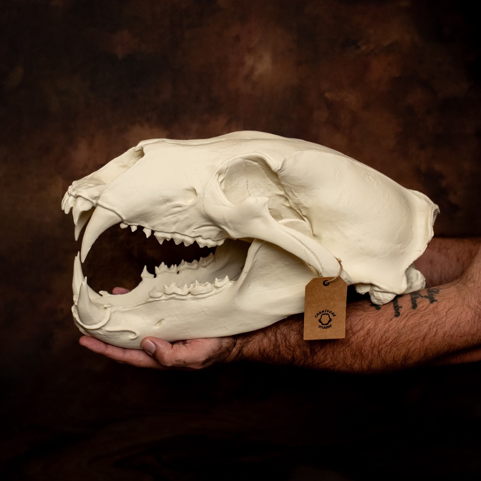 Life-Size 3D Polar bear Skull – unpainted bone colour Fossil Replica