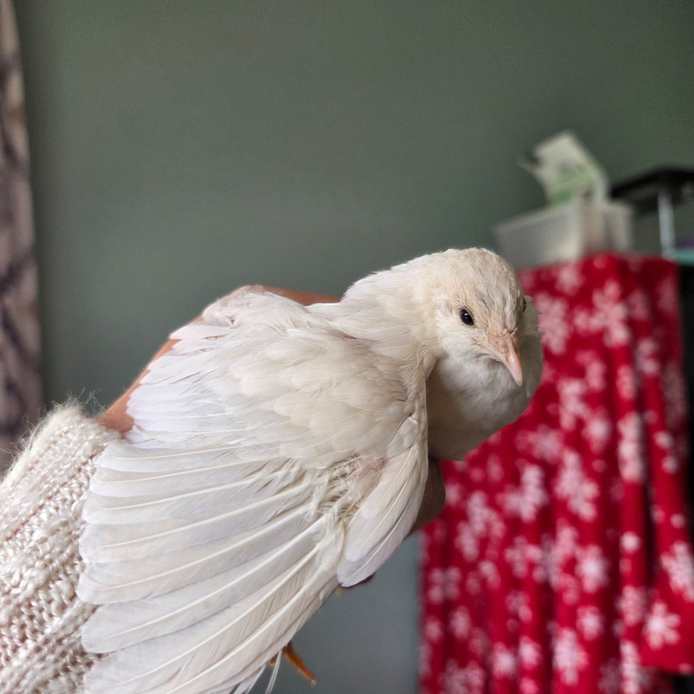 10+ Fresh Button Quail Fertile Hatching Eggs