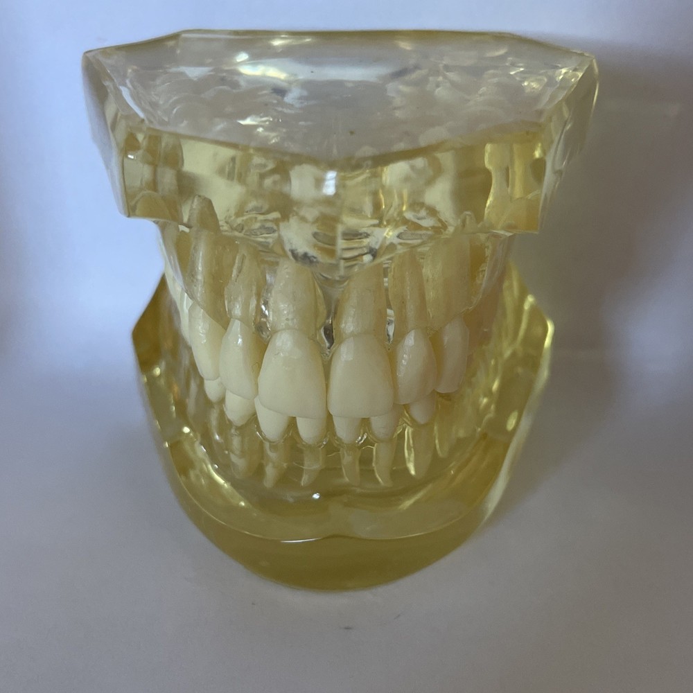 Dental Morphology Study Typodont Teeth Model Removable Teeth Teaching Model
