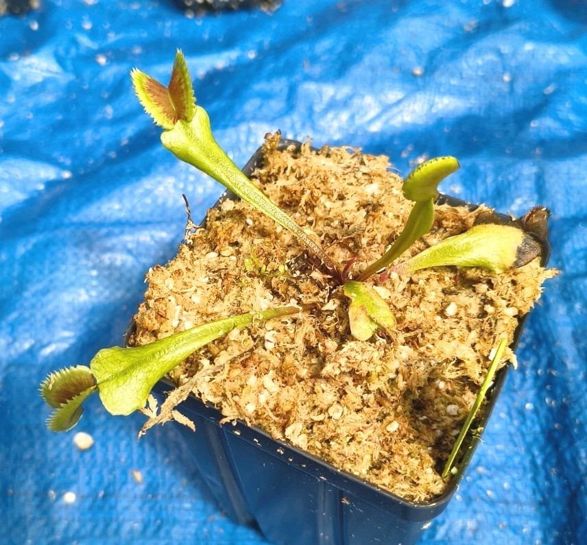 Venus Flytrap GREEK FIRE Carnivorous Plant