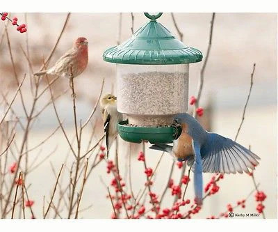 Clingers Only Bird Feeder