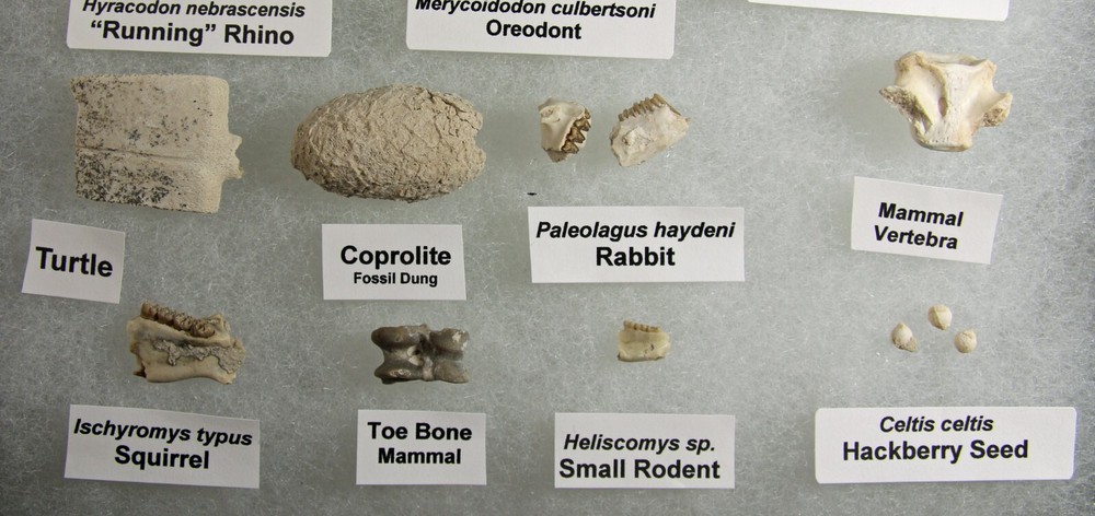Badlands Fossil Collection – Oligocene, 11 Different