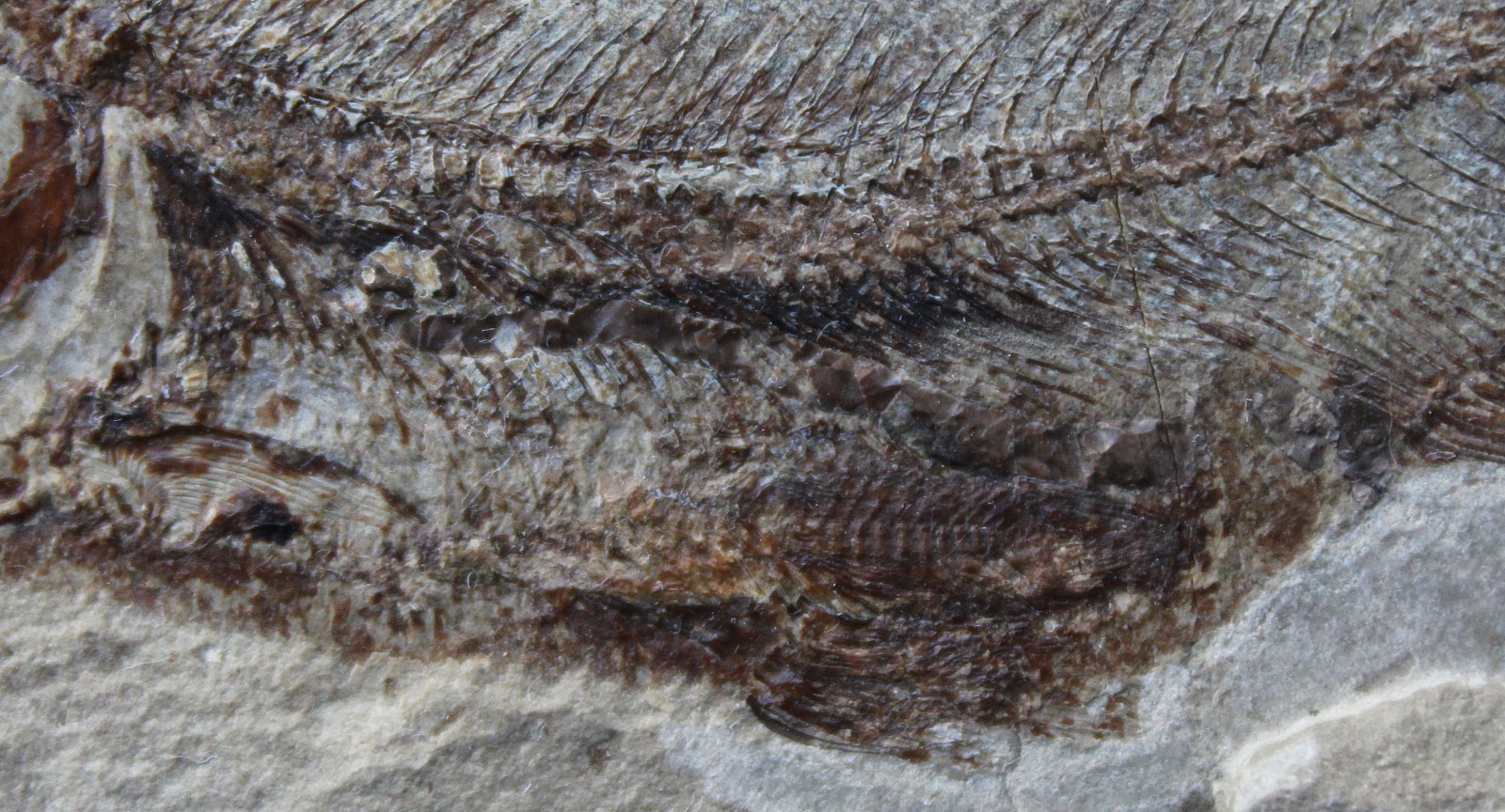 Davichthys 34 - Fish in stomach - Excellent Color - Cretaceous Fossils Lebanon