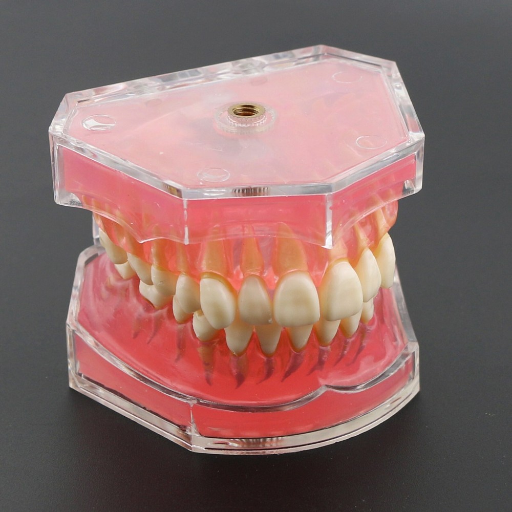 Dental Typodont Practice Study Standard Teeth Model 28 Pcs Removable Teeth M7008