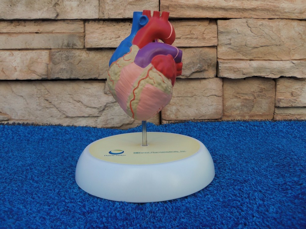 Human Heart Hinged Doctors Model