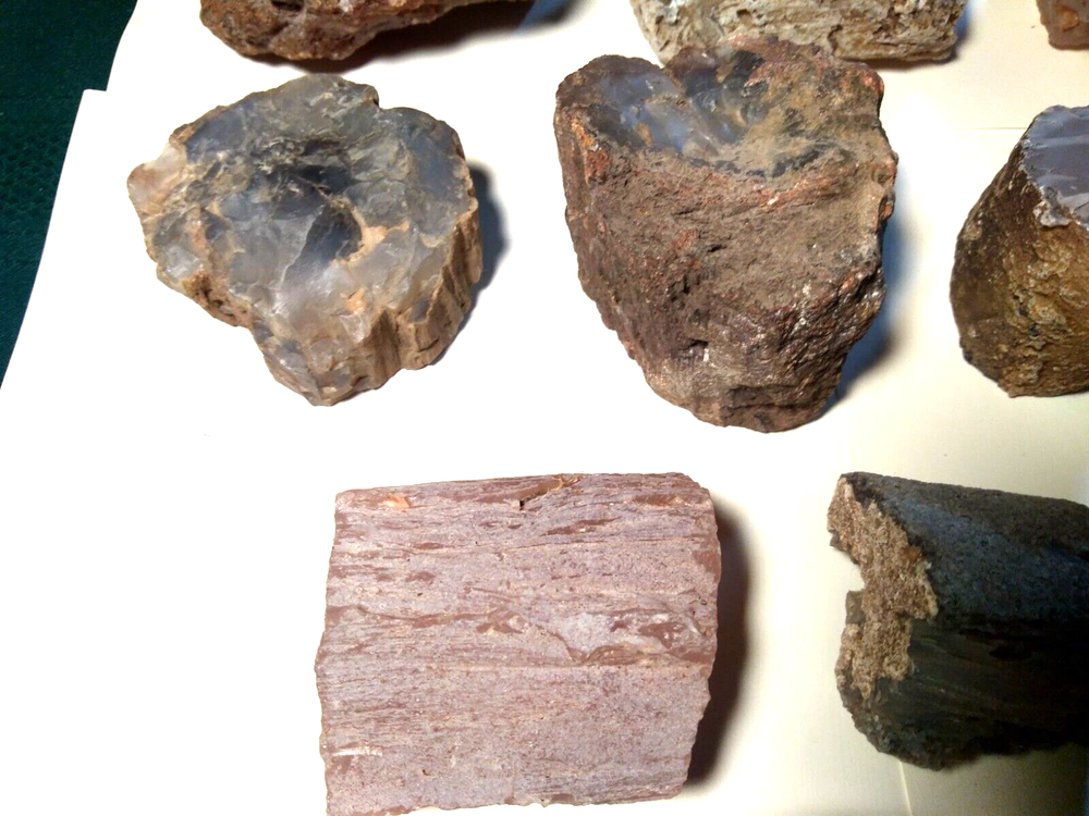Petrified Wood Limb Casts- Over 10-1/2 lbs.