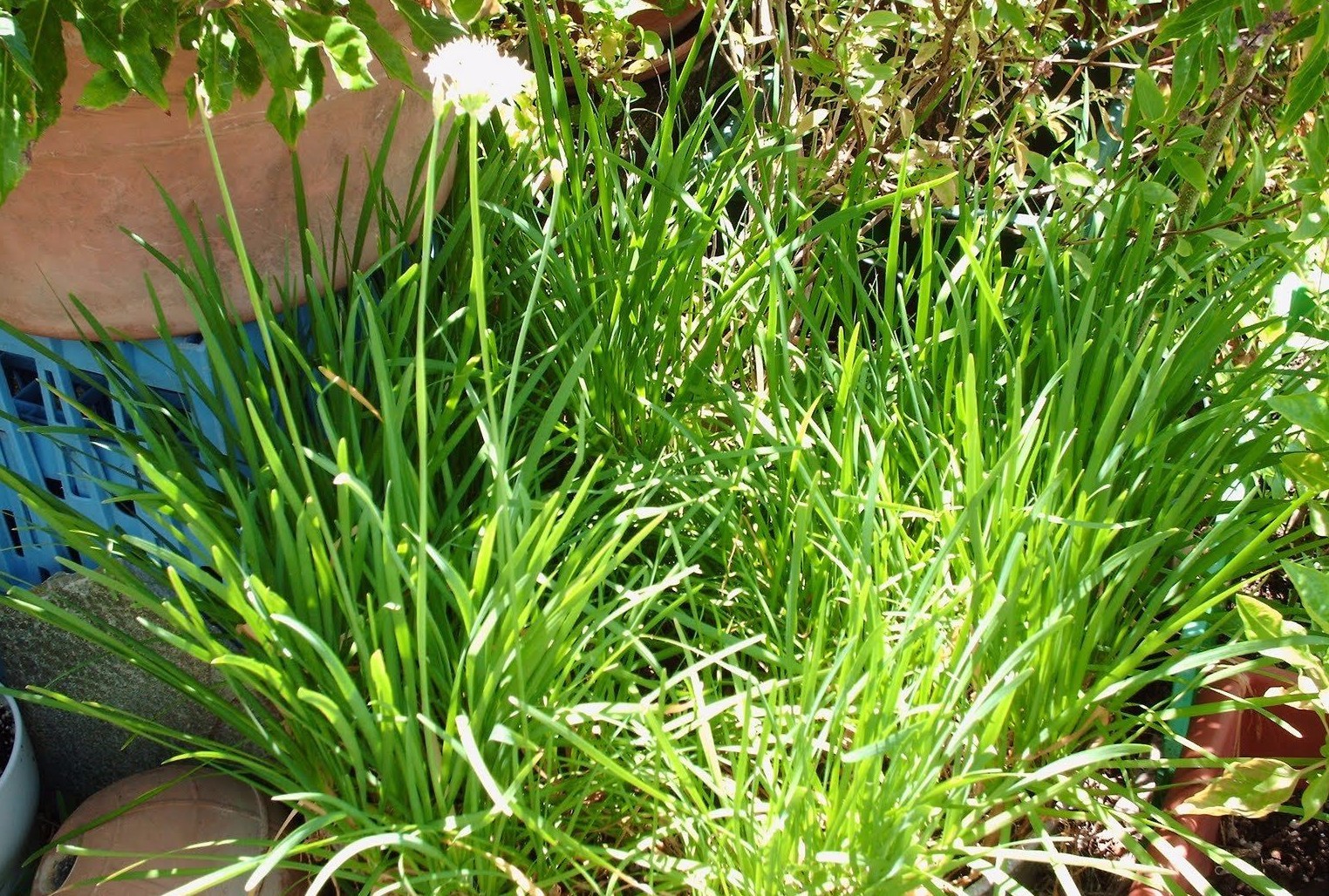 Garlic Chive Seeds, Herb, Allium Tuberosum, Heirloom, NON-GMO, , FREE SHIPPING