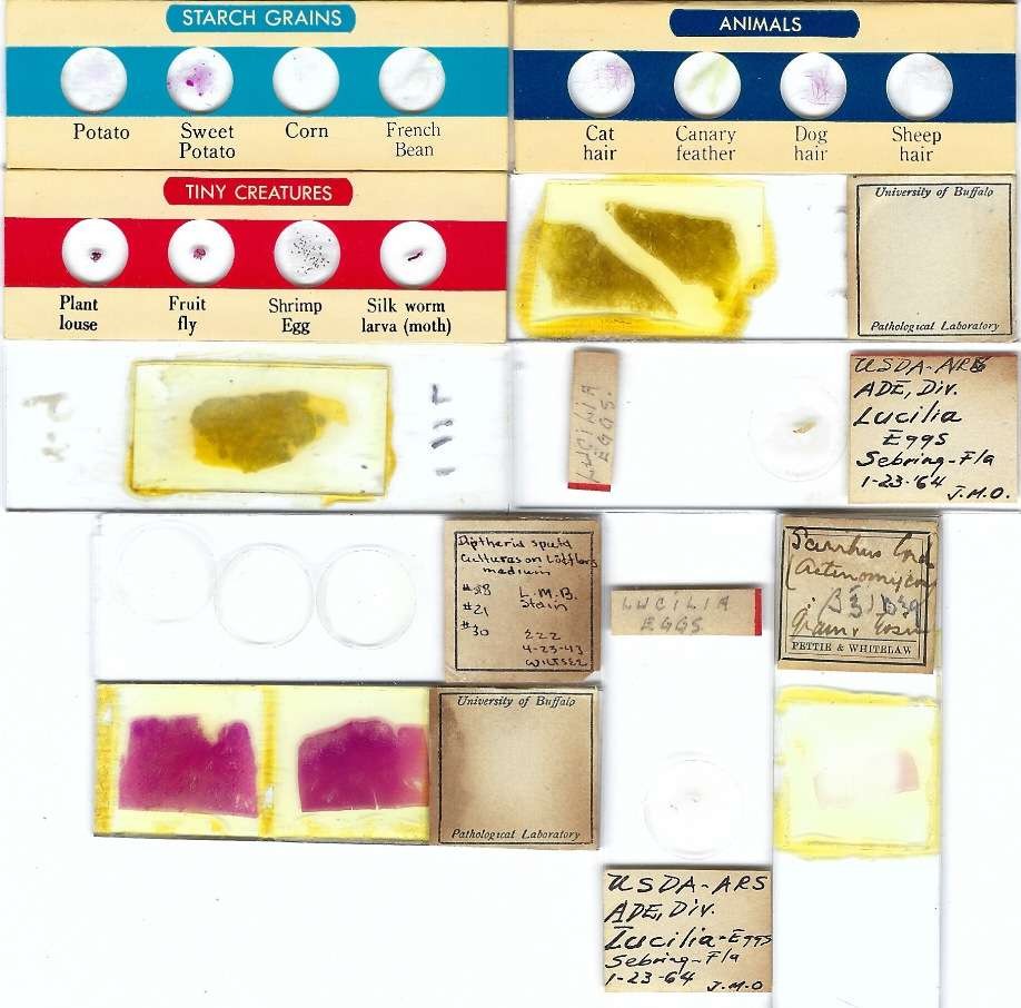 Assorted Microscope Slides (AK)