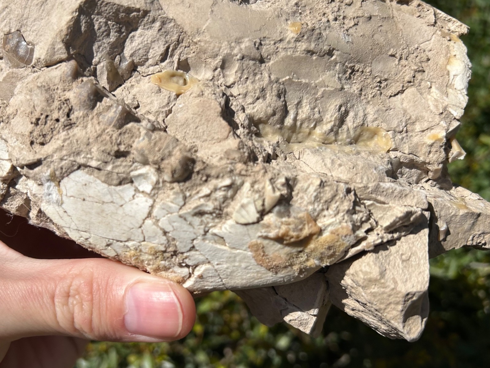 Fossil Oreodont Skull White River Oligocene Mammal Burke Formation Nebraska