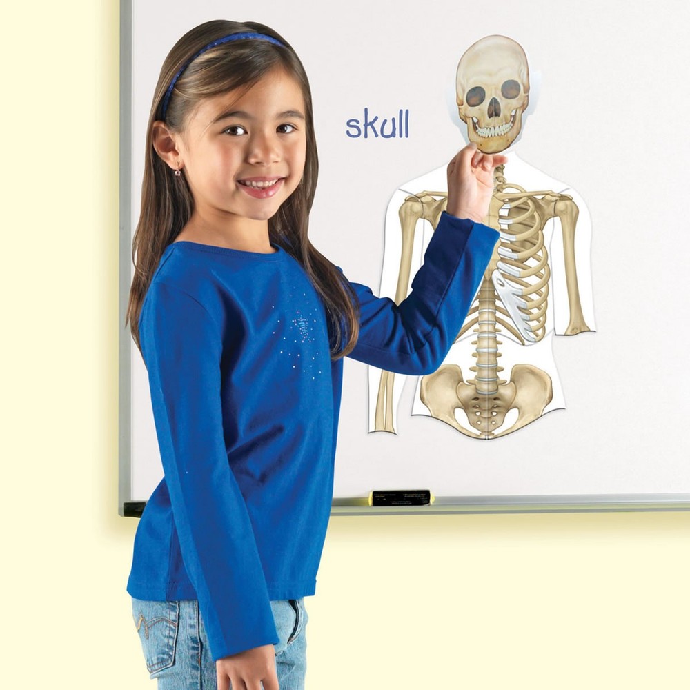 Learning Resources Double-Sided Magnetic Human Body