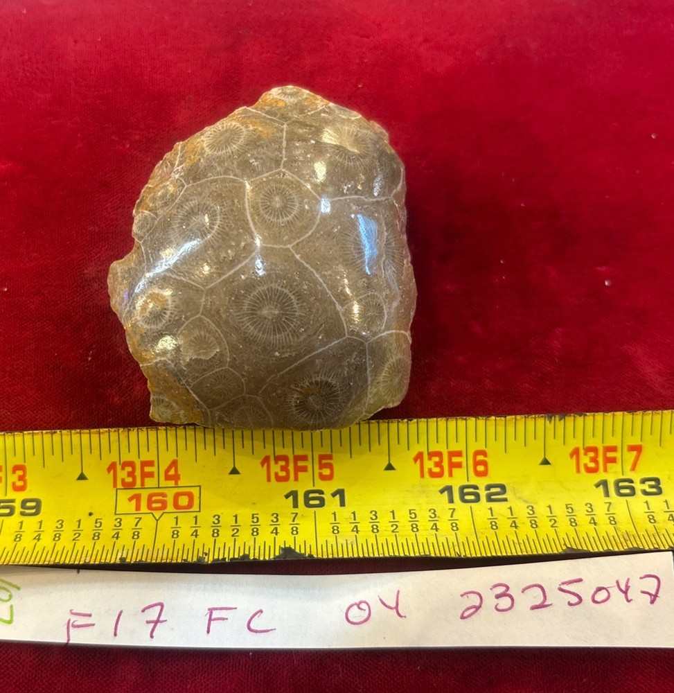 Petrified Coral End Polished