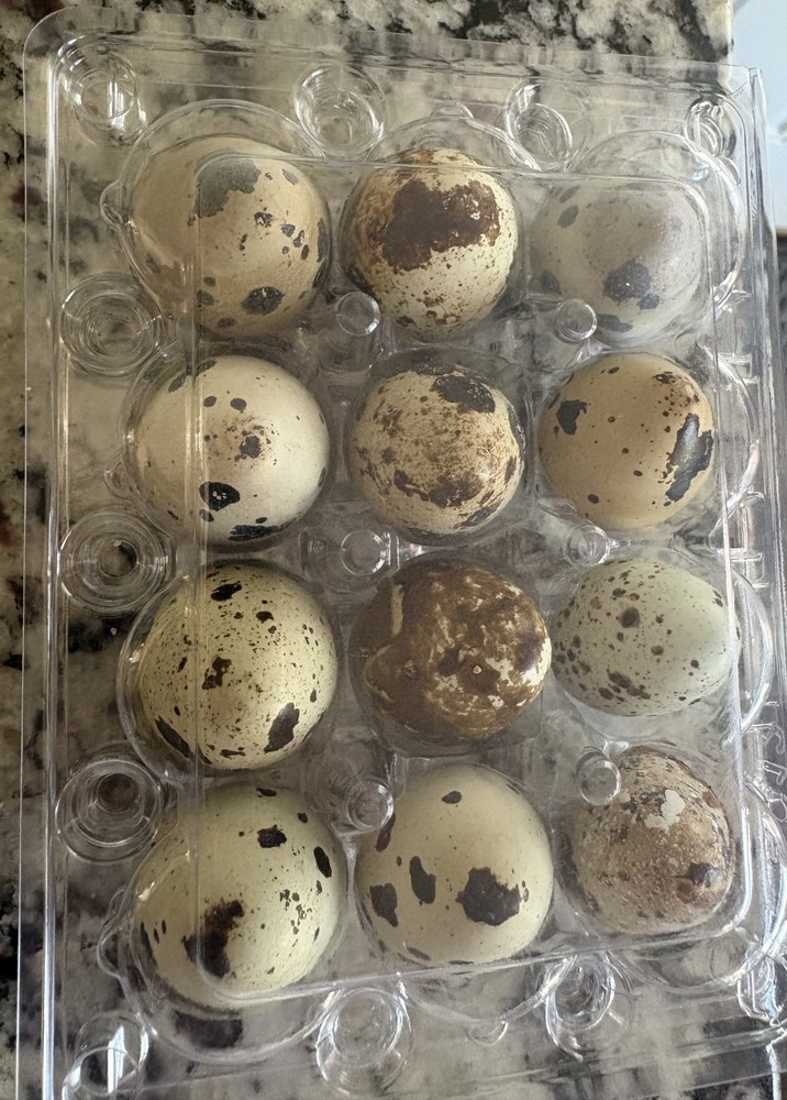 Japanese Coturnix Quail Hatching Eggs (12+)