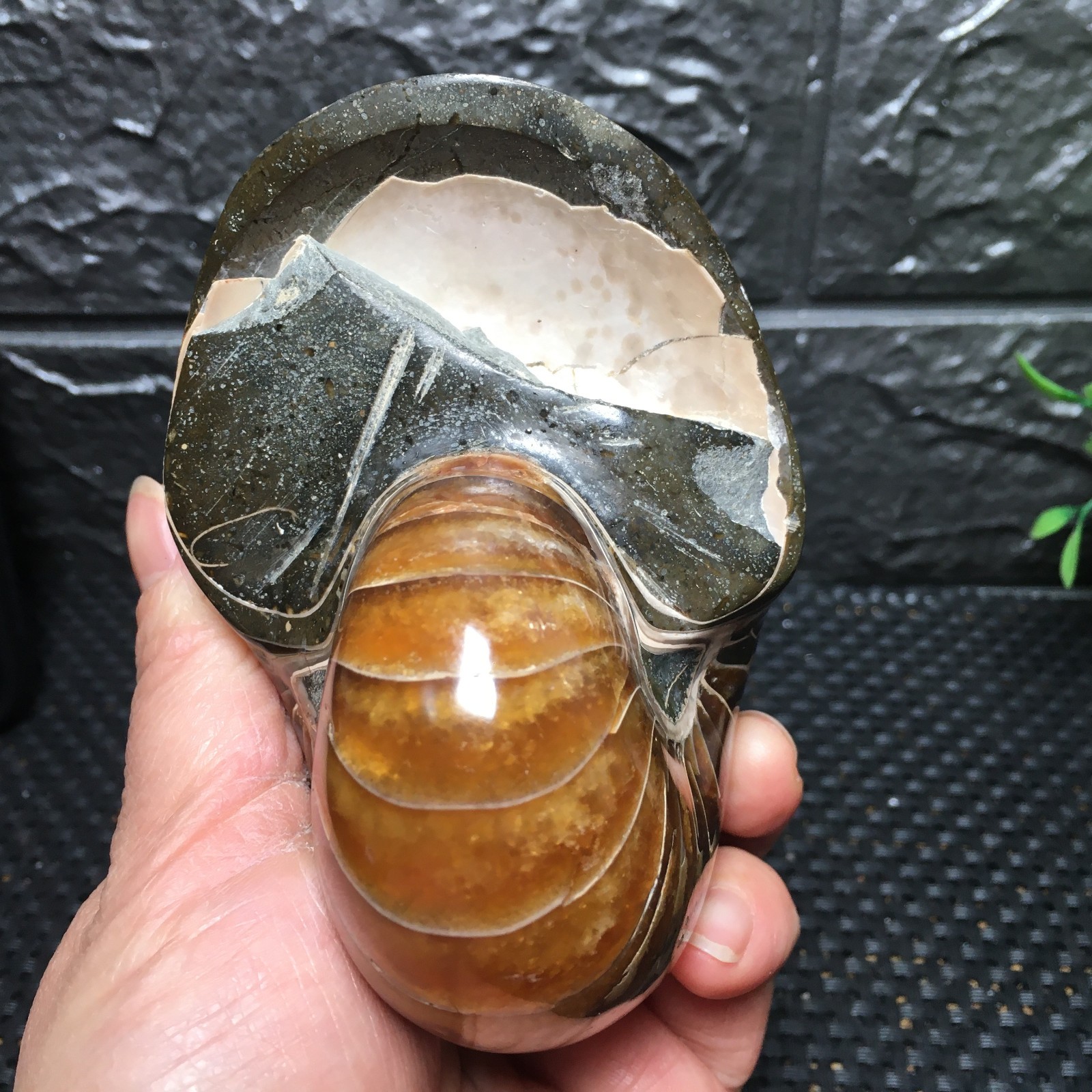 567g Natural polishing Ammonite crystal specimens fb1037