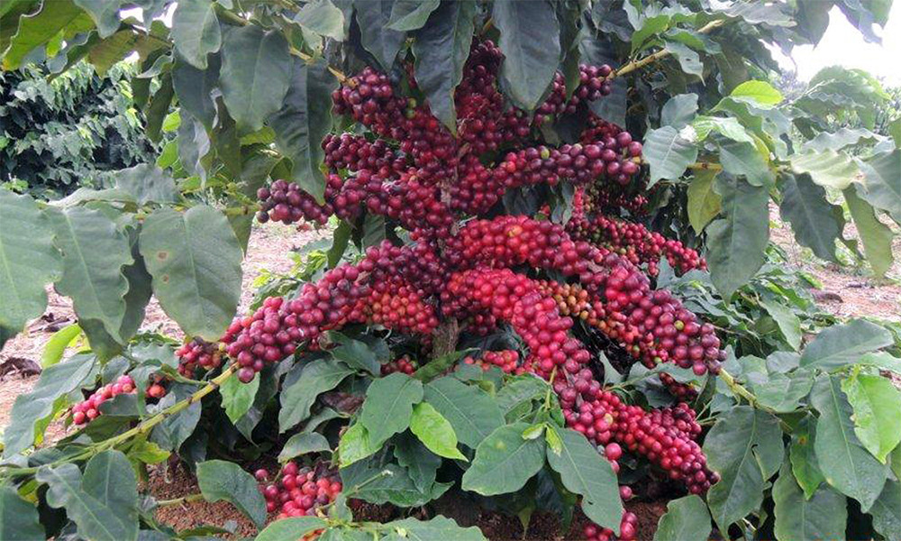 Panama Geisha Coffee Beans Medium Roasted Daily 10 Pounds 1 Pound Bags
