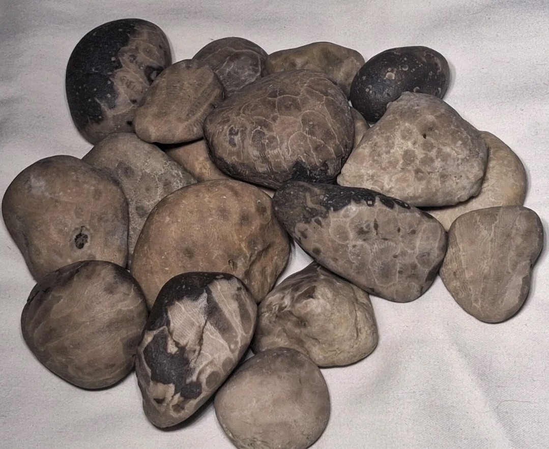 Michigan Petoskey Stone Lot 2 Pound Unpolished Natural Great Lakes Fossil Coral