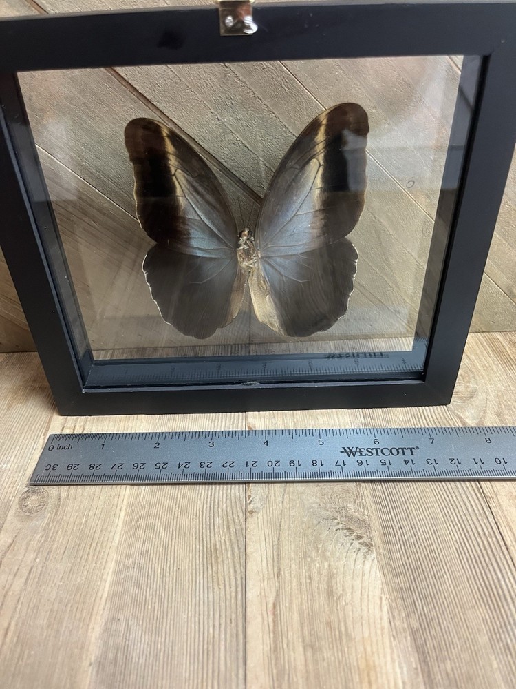 Preserved butterfly from Peru
