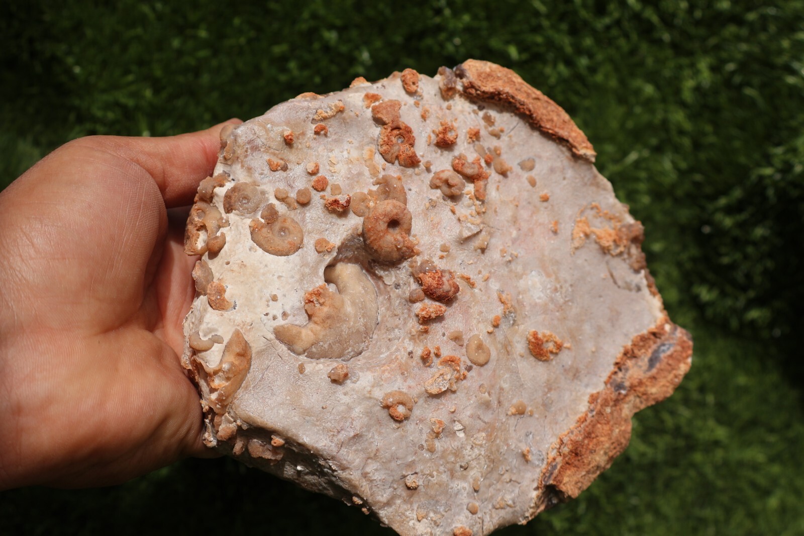 Cretaceous Douvilleiceras And Gastropods Fossil Plate From Morocco Marine Fossil