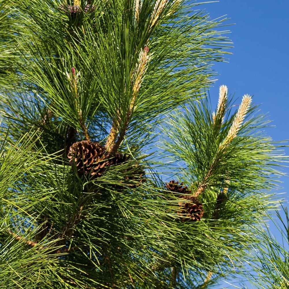 3 Ponderosa Pine Tree 6-12"  Tall Starter Tree