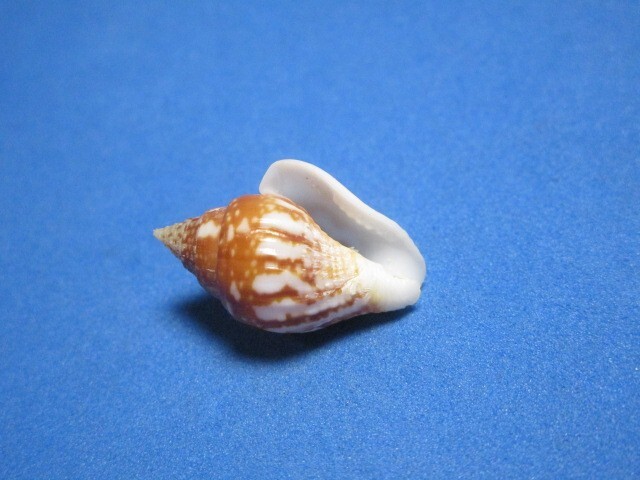 Columbella strombiformis Lamarck, 1822 "STRIATED!" (22.5mm)