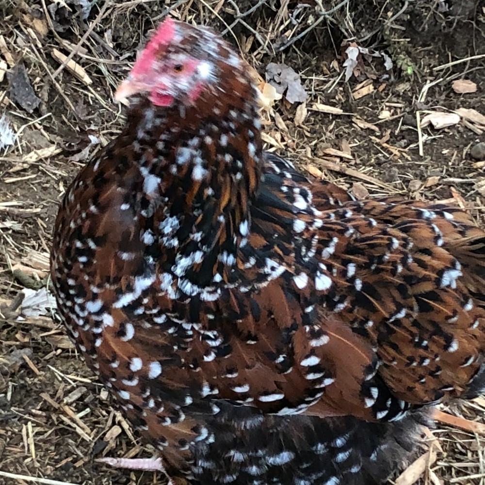 18 Fertile Chicken Hatching Eggs Barnyard Mix/Crested/Easter/Rare Breed Possible
