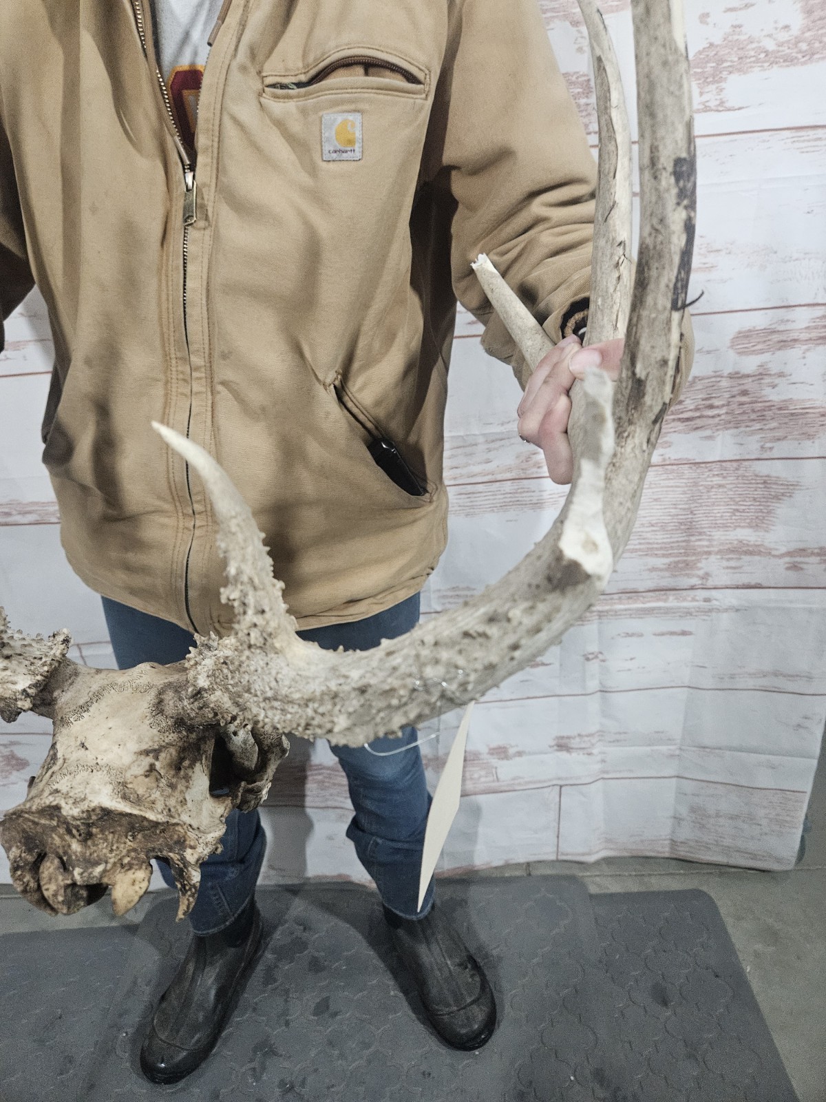 Wild 10 Point Whitetail Deer Antler Rack Horn European Skull Mount Man Cave 155"