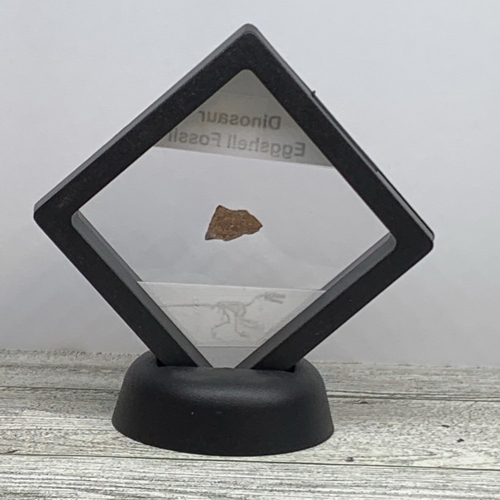 Dinosaur Eggshell Fossil Authentic With Display Case
