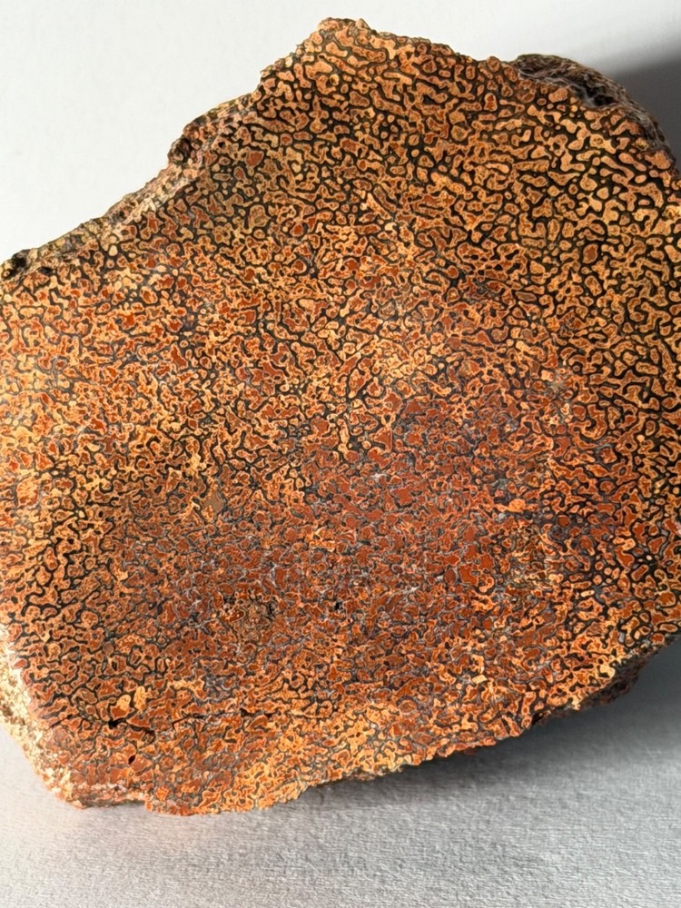 Dinosaur Gem Bone Polished Fossil Display