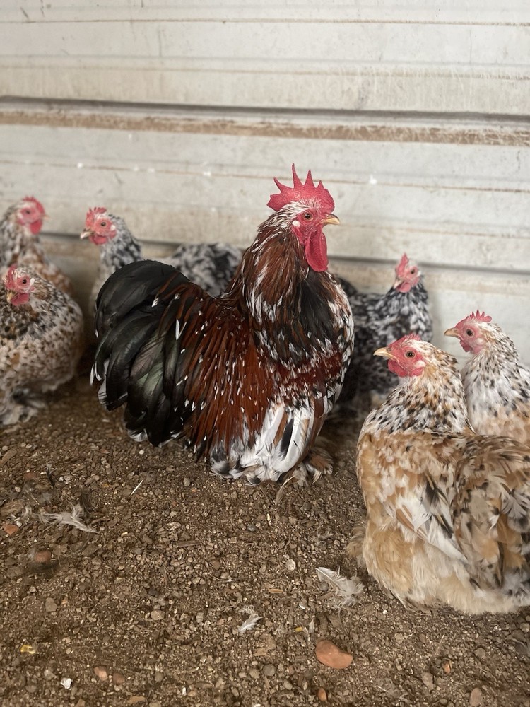 6 Eggs! Calico Cochin Bantam Eggs!
