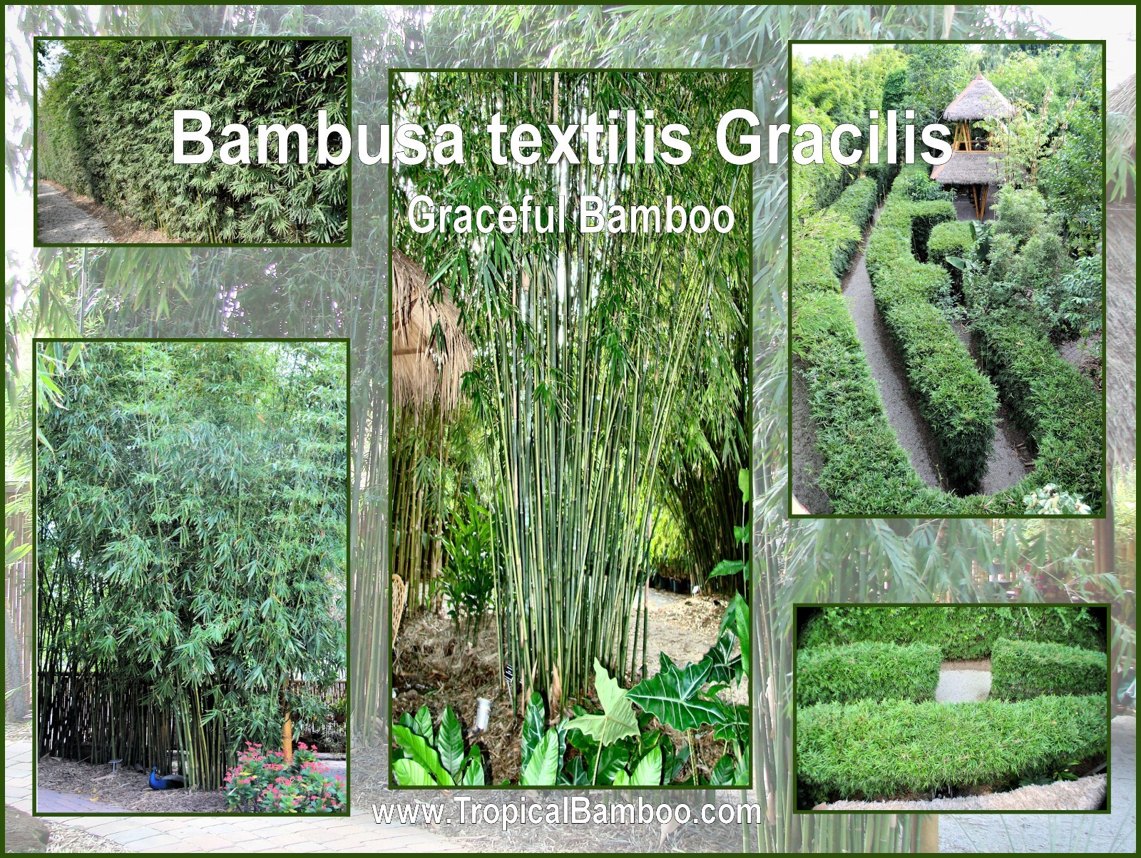 Graceful Bamboo - Bambusa textilis gracilis **NON-INVASIVE, CLUMPING**