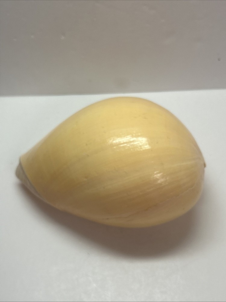 Unique Yellow Huge Melon Seashell Extra Large Decorative Shell 9"