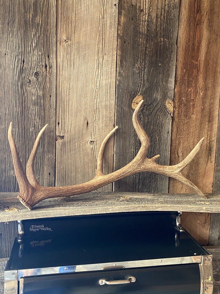 Very Cool Elk Shed ~ Antler