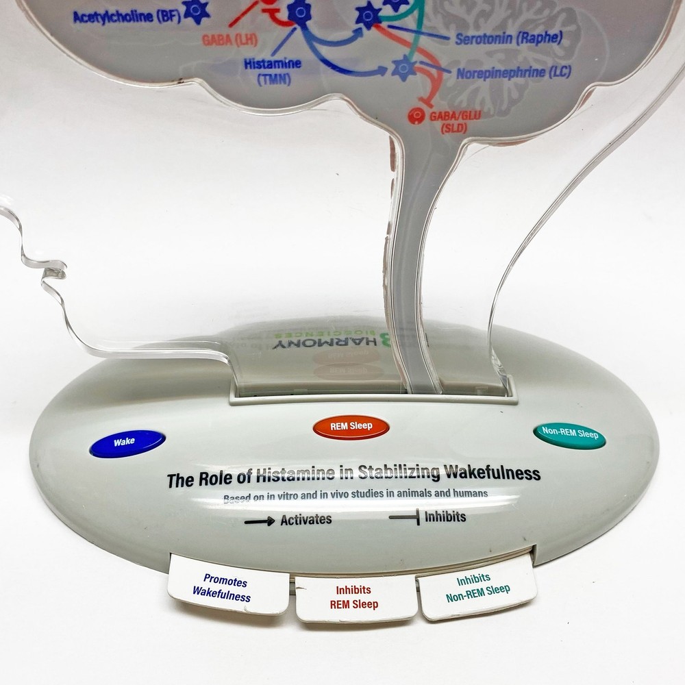 Harmony Biosciences 3D Brain Model, Battery Operated, Working