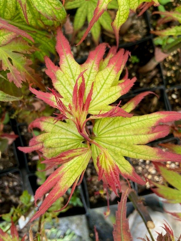 Japanese maple Phantom Flame